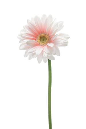 Pink white gerbera daisy isolated on white backgroundの写真素材
