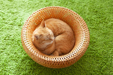 Ginger cat resting in basketの写真素材