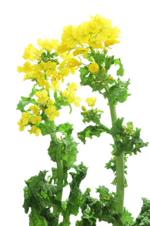 Rape blossoms isolated on white backgroundの写真素材