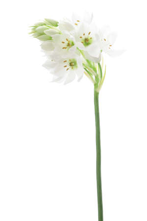 Allium neapolitanum isolated on white backgroundの写真素材