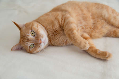 ginger cat lying on a white carpetの写真素材