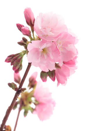 Closeup of Cherry blossom, Asahiyamazakuraの写真素材