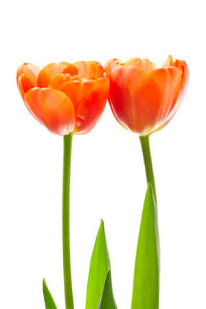 Orange tulips isolated on white backgroundの写真素材