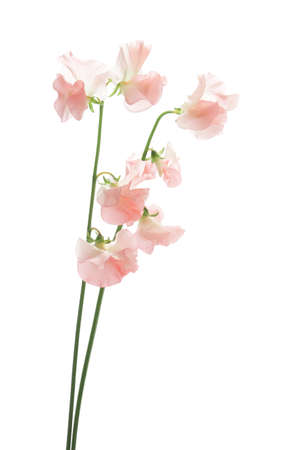 Pink sweet pea isolated on black backgroundの写真素材
