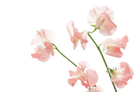 Pink sweet pea isolated on black backgroundの写真素材