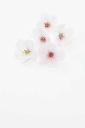Closeup of cherry blossoms on white backgroundの写真素材