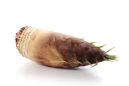 Bamboo shoot on white backgroundの写真素材