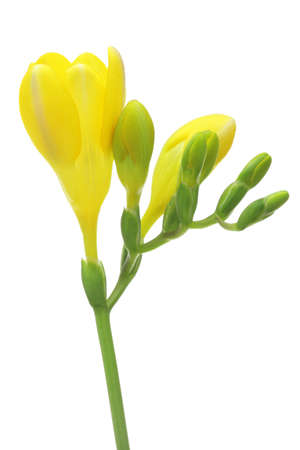 Yellow freesia isolated on white backgroundの写真素材
