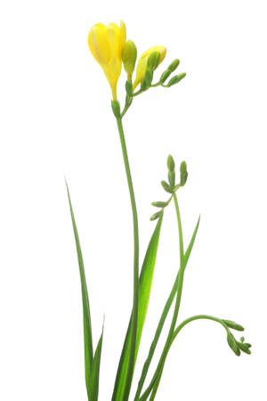 Yellow freesia isolated on white backgroundの写真素材