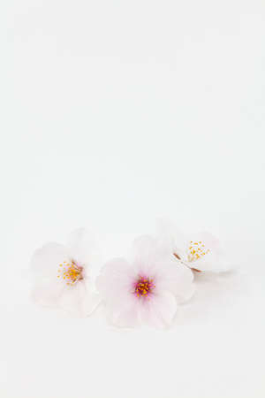 Closeup of cherry blossoms on white backgroundの写真素材