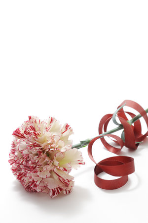 Red white carnation and ribbon on white backgroundの写真素材