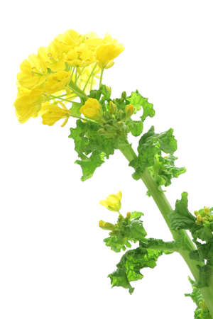 Rape blossoms isolated on white backgroundの写真素材