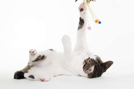 Cute kitten raising its pawの写真素材