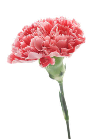 Red pink carnation isolated on white backgroundの写真素材