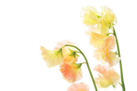 Yellow sweet pea isolated on white backgroundの写真素材