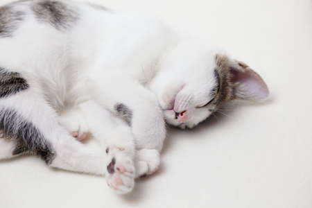 Cute kitten sleeping on white backgroundの写真素材