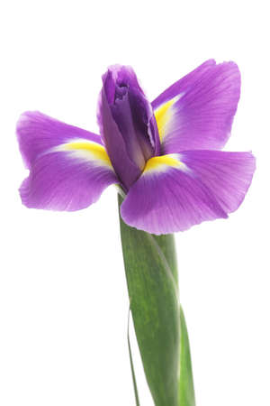 Iris isolated on white backgroundの写真素材