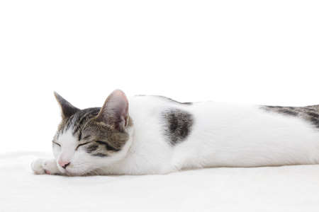 Cute kitten sleeping on white backgroundの写真素材