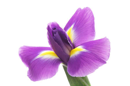 Iris isolated on white backgroundの写真素材