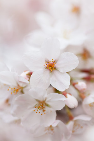 Closeup of Cherry blossomsの写真素材