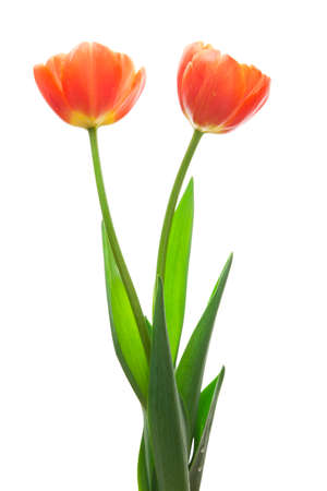 Orange tulips on white backgroundの写真素材