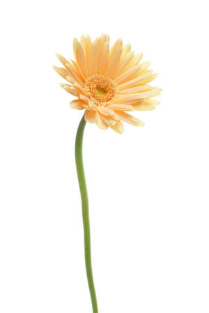 Orange gerbera daisy isolated on white backgroundの写真素材