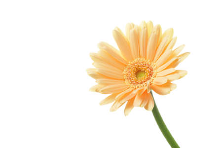 Orange gerbera daisy isolated on white backgroundの写真素材
