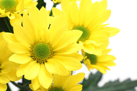 Yellow spray mum isolated on white backgroundの写真素材