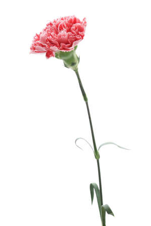 Red pink carnation isolated on white backgroundの写真素材