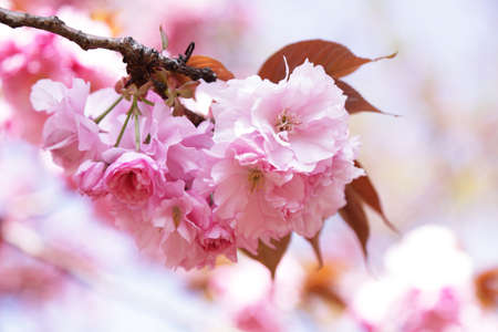Double-petaled cherry blossoms in full bloomの写真素材