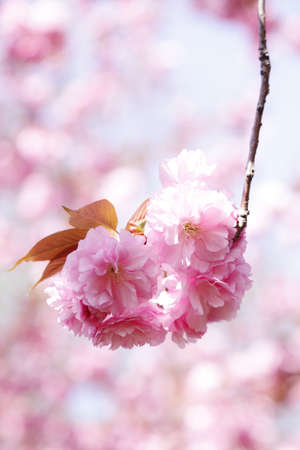 Double-petaled cherry blossoms in full bloomの写真素材