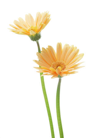 Orange gerbera daisies isolated on white backgroundの写真素材