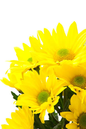 Yellow spray mum isolated on white backgroundの写真素材