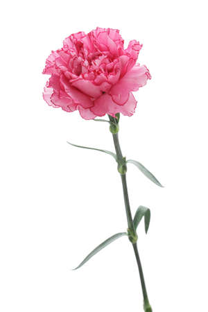 Pink carnation isolated on white backgroundの写真素材