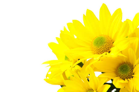 Yellow spray mum isolated on white backgroundの写真素材