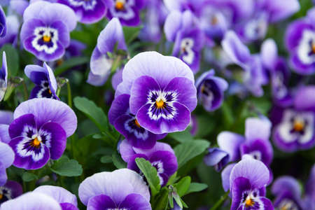 Closeup of violet viola flowers in garden