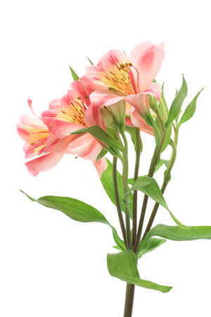 Pink alstroemeria isolated on white backgroundの写真素材