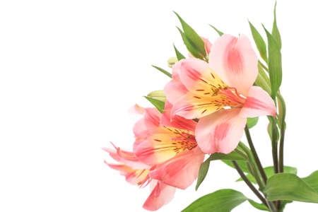 Pink alstroemeria isolated on white backgroundの写真素材