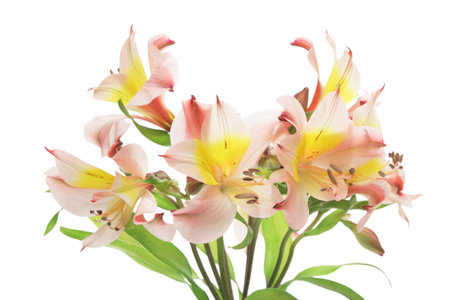 Pink alstroemeria isolated on white backgroundの写真素材