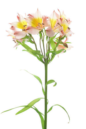Pink alstroemeria isolated on white backgroundの写真素材