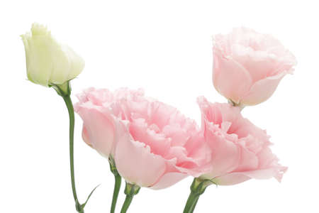 Pink Eustoma on white backgroundの写真素材