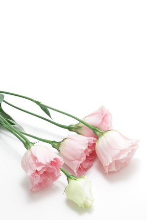 Pink Eustoma on white backgroundの写真素材