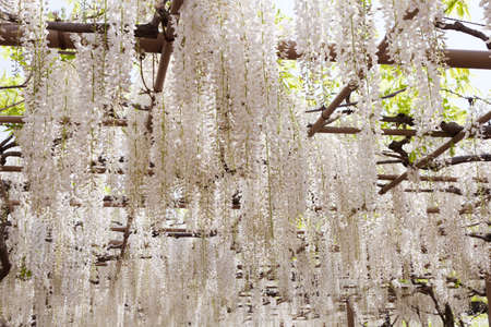 Wisteria trellisの写真素材