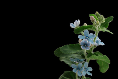 Blue flowers, Oxypetalum caeruleum on black backgroundの写真素材