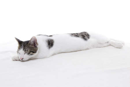 Cute kitten sleeping on white backgroundの写真素材