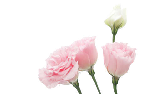 Pink Eustoma on white backgroundの写真素材