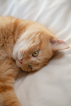 Closeup of ginger cat lying in the bedの写真素材