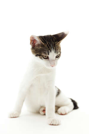 Cute kitten sitting on white backgroundの写真素材