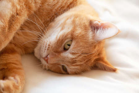 Closeup of ginger cat lying in the bedの写真素材
