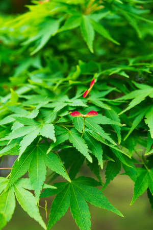 Green maple tree and red seedsの写真素材
